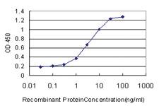 Anti-ARNT Mouse Monoclonal Antibody [clone: 3D10]