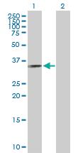 Anti-RYBP Mouse Polyclonal Antibody