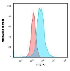 Antibody anti-VIMENTIN VIM6430R 100 µg