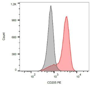 Surface staining of human peripheral blood monocytes with Anti-CD205 Antibody (A85769)