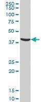 Anti-RYBP Mouse Polyclonal Antibody