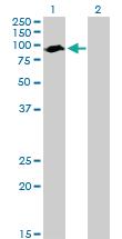 Anti-ARNTL Mouse Polyclonal Antibody