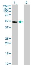 Anti-SFRS17A Mouse Polyclonal Antibody