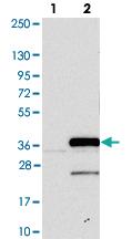 Anti-PSMF1 Rabbit Polyclonal Antibody