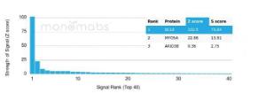 Analysis of protein array containing more than 19000 full-length human proteins using Anti-Bcl-6 Antibody [PCRP-BCL6-1D3].