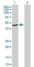 Anti-ARR3 Mouse Polyclonal Antibody