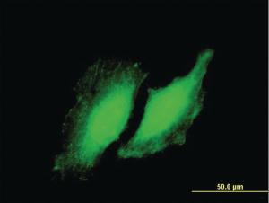 Anti-RYBP Mouse Polyclonal Antibody