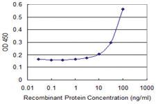 Anti-ARR3 Mouse Monoclonal Antibody [clone: 2D7]