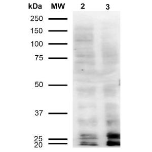 Western blot analysis of human Cervical cancer cell line (HeLa) lysate showing detection of Malondialdehyde protein using Anti-Malondialdehyde Antibody [11E3] (A304727) at 1:1,000 for 2 hours at room temperature