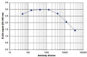 Anti-KMT2D Rabbit Polyclonal Antibody