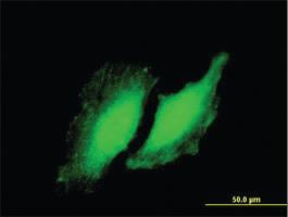 Anti-RYBP Mouse Polyclonal Antibody