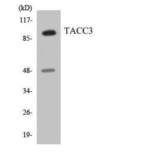 Western blot analysis of the lysates from HepG2 cells using Anti-TACC3 Antibody