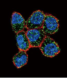 Anti-ESR1 Rabbit Polyclonal Antibody (HRP (Horseradish Peroxidase))