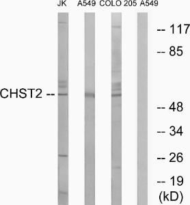 Anti-CHST2 antibody