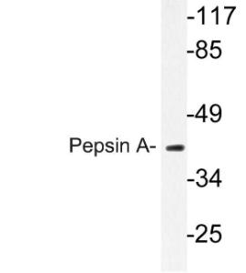 Western blot analysis of lysate from K562 cells using Anti-Pepsin A Antibody