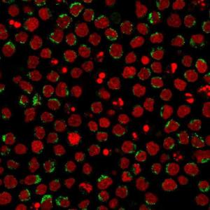 Immunofluorescent analysis of PFA fixed Ramos cells stained with Anti-CD5 Antibody [CD5/2416] followed by Goat Anti-Mouse IgG (CF&#174; 488) (Green). Nuclei are stained with RedDot