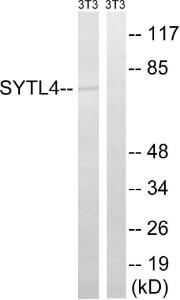 Anti-SYTL4 antibody