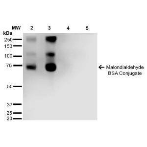 Western blot analysis of Malondialdehyde-BSA Conjugate showing detection of 67 kDa Malondialdehyde protein using Anti-Malondialdehyde Antibody [11E3] (A304727) at 1:1,000 for 2 hours at room temperature