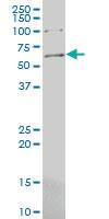 Anti-CCDC83 Mouse Polyclonal Antibody