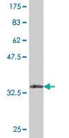 Anti-CDS2 Mouse Polyclonal Antibody