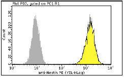 Anti-NES Mouse Monoclonal Antibody (PE (Phycoerythrin)) [clone: 13A210]