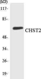 Anti-CHST2 antibody