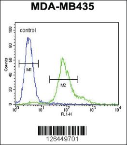 Anti-ERO1LB Rabbit Polyclonal Antibody