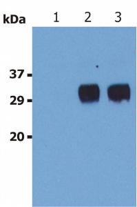 Western Blotting analysis (non-reducing conditions) of LST1 in whole cell lysate of U937 human Caucasian histiocytic lymphoma cell line Lane 1