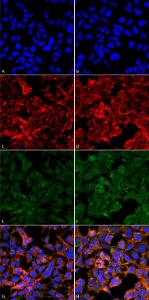 Immunocytochemistry/Immunofluorescence analysis of human embryonic kidney epithelial cell line (HEK293), fixed in 5% formaldehyde for 5 minutes, using Anti-Malondialdehyde Antibody [11E3] (A304727), at 1:50 for 30-60 min at room temperature