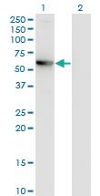 Anti-CCDC83 Mouse Monoclonal Antibody [clone: 3E3]