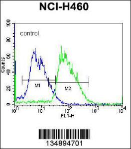 Anti-MINPP1 Rabbit Polyclonal Antibody