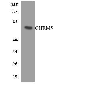 Western blot analysis of the lysates from K562 cells using Anti-CHRM5 Antibody