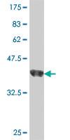 Anti-SIGLEC10 Mouse Polyclonal Antibody