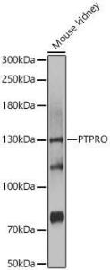 Western blot analysis of extracts of Mouse kidney, using Anti-GLEPP1 / PTPRO Antibody (A12046) at 1:1000 dilution