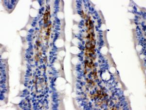 Anti-SLC2A5 Antibody