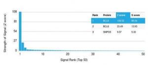 Analysis of protein array containing more than 19,000 full-length human proteins using Anti-Bcl-6 Antibody [PCRP-BCL6-1E2