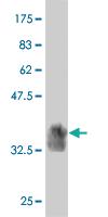 Anti-SIGLEC10 Mouse Monoclonal Antibody [clone: 1D11]