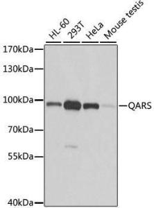 Western blot analysis of extracts of various cell lines, using Anti-GlnRS Antibody (A12047) at 1:1,000 dilution. The secondary antibody was Goat Anti-Rabbit IgG H&L Antibody (HRP) at 1:10,000 dilution.