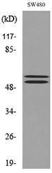 Western blot analysis of lysate from SW480 cells using Anti-CFLAR Antibody