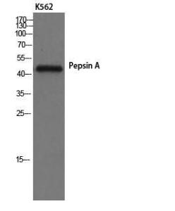 Western blot analysis of K562 cells using Anti-Pepsin A Antibody