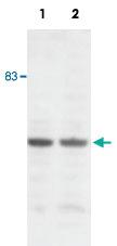 Anti-WDR5 Rabbit Polyclonal Antibody