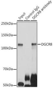 Anti-DGCR8 antibody