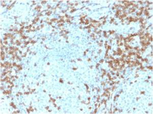 Immunohistochemical analysis of formalin-fixed, paraffin-embedded human tonsil using Anti-CD5 Antibody [CD5/2418]