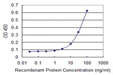 Anti-NME6 Mouse Monoclonal Antibody [clone: 2A10]