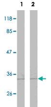 Anti-CDK1 Rabbit Polyclonal Antibody