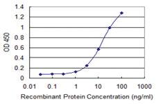 Anti-CCDC83 Mouse Monoclonal Antibody [clone: 3E3]