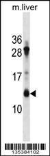 Anti-ATP5G1 Rabbit Polyclonal Antibody (APC (Allophycocyanin))