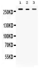 Anti-Talin 2 Antibody