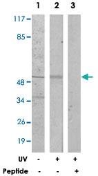 Anti-CDC25C Rabbit Polyclonal Antibody