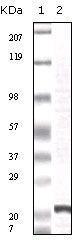 Anti-FGF2 Mouse Monoclonal Antibody [clone: 13B300]